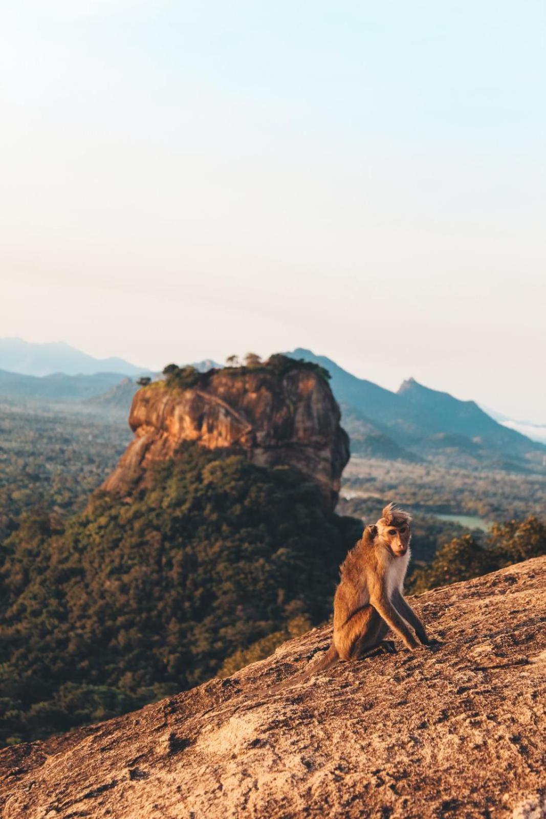 Sigiri Gayani Home Stay Sigiriya Esterno foto